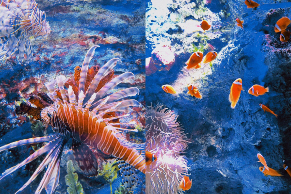 深圳觀瀾海洋世界｜2小時閃玩打卡攻略！